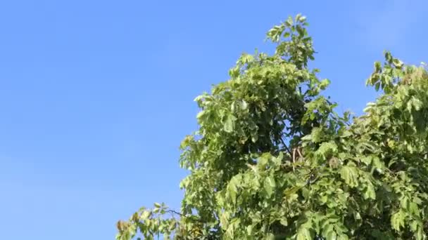Folhas Naturais Árvore Saem Balançando Vento Com Céu Azul Como — Vídeo de Stock