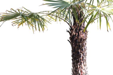 Washingtonia Robusta (Palmiye ağacı) park veya bahçe dekorasyonu için beyaz arka planda izole edilmiş, süs bitkileri