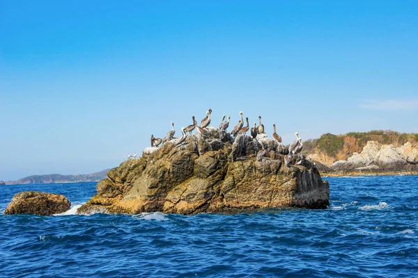 Rodzina Pelikanów Stojących Formacji Skalnej Pelicans Połowów Morzu Oaxaca — Zdjęcie stockowe