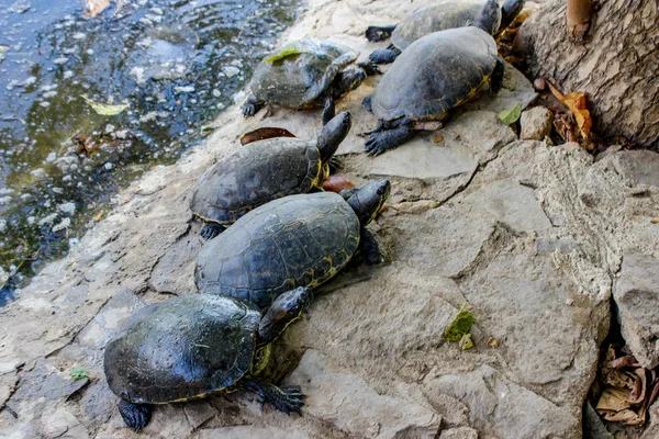 Turtle family on a rock, turtles standing on the shore of a mangrove in Oaxaca.