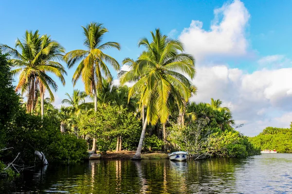 Boat on the shore of a mangrove, boat floating on the shore of a lagoon in Ventanilla Oaxaca, palm trees next to a boat.