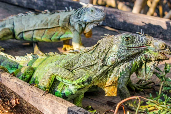 Iguanas Oaxaca bir mangrov, bir dinlenme ağacı, bir gövde üstünde sürüngenler üzerinde iguanalar aile beslenen ediliyor.