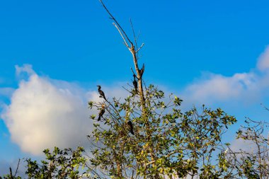 Oaxaca Meksika'da bir ağacın tepesinde kuşlar, bir mangrov, mavi gökyüzünde dinleniyor kuşlar.