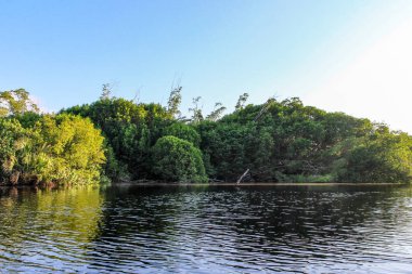 Ventanilla Oaxaca Mangrov, bir lagünün ortasında orman.