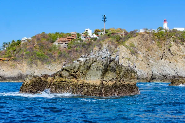 Пелоканів відпочиває на скелі посеред моря Оахака. — стокове фото