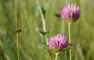 Yaz tarlasında uçan arı ve yonca