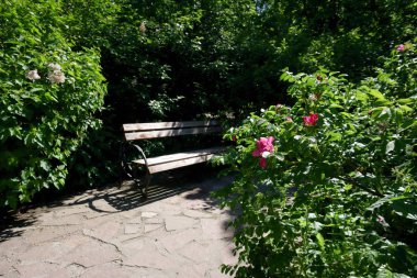 Güzel çalıların gölgesinde Park bankı
