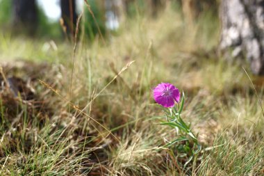 Yaz sabahı güneşli tepede küçük pembe karanfil çiçek