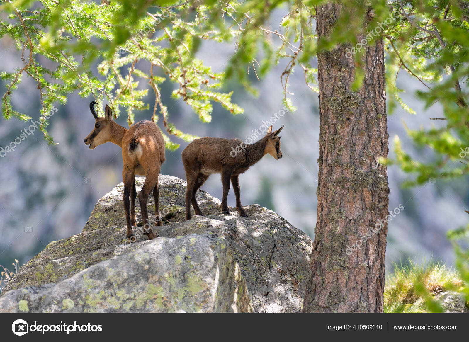 Chamois De Bebe Images Libres De Droit Photos De Chamois De Bebe Depositphotos