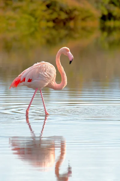 Flamingo Die Gewässer Der Camargue Südfrankreich Provence Mit Spiegelbild — Stockfoto