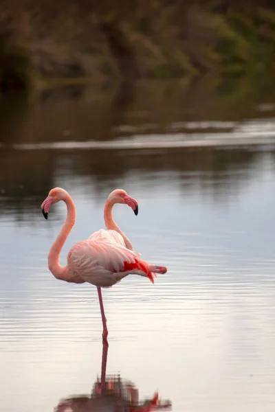 Zwei Flamingos Den Gewässern Der Camargue Südfrankreich Provence Mit Spiegelbild — Stockfoto