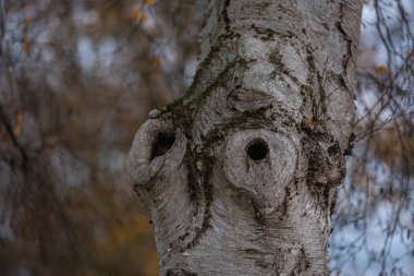 Ana odak farklı durumlarda ağaçlar üzerinde