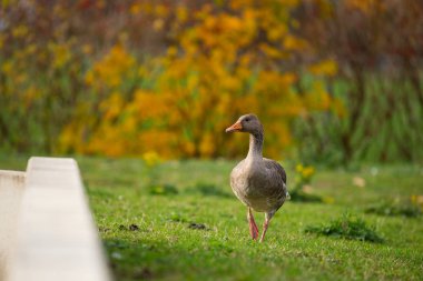 Ördekler bu resimlerin ana nedeni