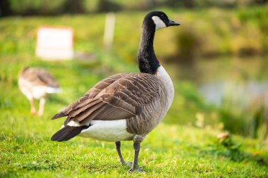 Ördekler bu resimlerin ana nedeni