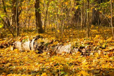 Ana nedeni eski ağaçlar ve ağaç kütükleri vardır