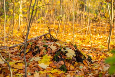 Ana nedeni eski ağaçlar ve ağaç kütükleri vardır