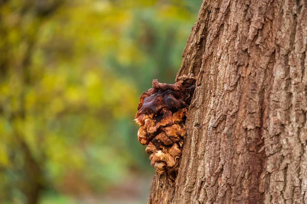 Belangrijkste Focus Ligt Bomen Verschillende Situaties — Stockfoto