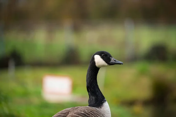 Los Patos Son Motivo Principal Estas Imágenes — Foto de Stock