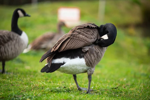 Los Patos Son Motivo Principal Estas Imágenes — Foto de Stock