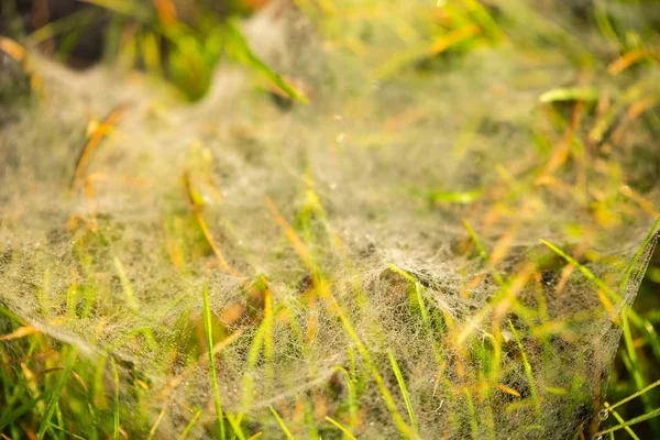 Motivos Focados Podem Ser Encontrados Durante Uma Caminhada Pela Natureza — Fotografia de Stock