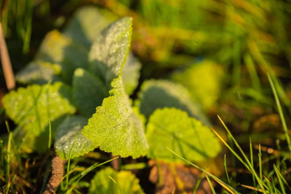 Focus Sulla Natura Fiori Foglie Steli — Foto Stock