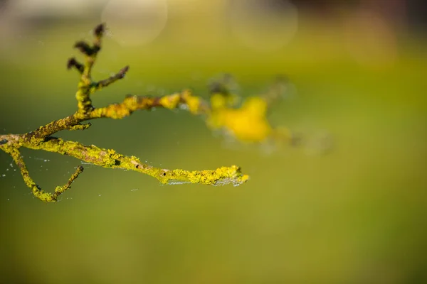 Zaměření Přírodu Květiny Listí Stonky — Stock fotografie