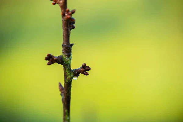 Focus Nature Flowers Leaves Stems — Stock Photo, Image