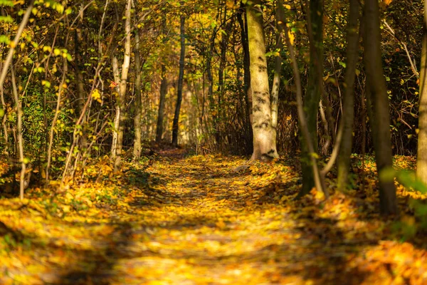 Walk Autumn Forest — Stock Photo, Image