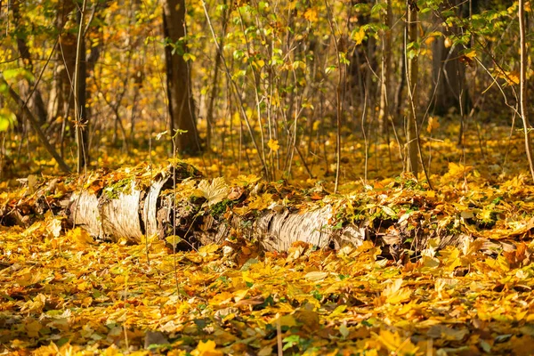 Ana nedeni eski ağaçlar ve ağaç kütükleri vardır