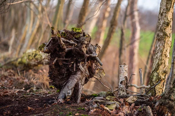 Main Motive Old Trees Tree Stumps — Stock Photo, Image