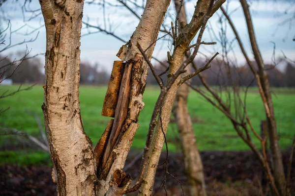 Main Focus Trees Different Situations — Stock Photo, Image