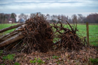 Ana nedeni eski ağaçlar ve ağaç kütükleri vardır