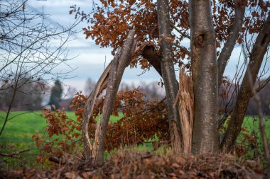 Ana odak farklı durumlarda ağaçlar üzerinde