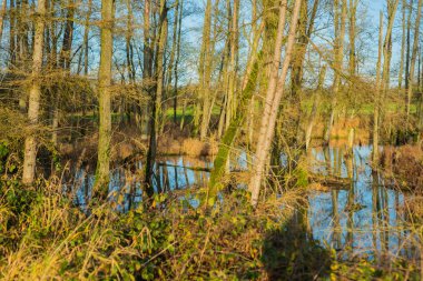 Kuzey Almanya'da doğal cennet Geltinger Birk