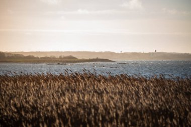 Kuzey Almanya'da doğal cennet Geltinger Birk