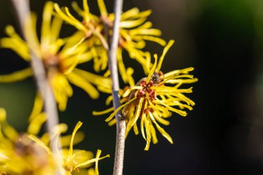 Doğaya odaklanÇiçekler, yapraklar ve saplar