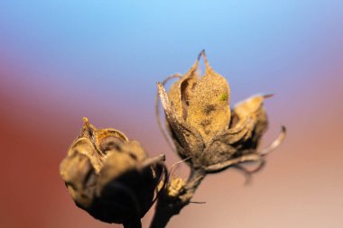 Doğaya odaklanÇiçekler, yapraklar ve saplar