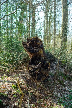 Hude yakınlarındaki Kuzey Almanya'da doğal cennet Hasbruch