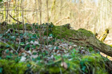 Hude yakınlarındaki Kuzey Almanya'da doğal cennet Hasbruch