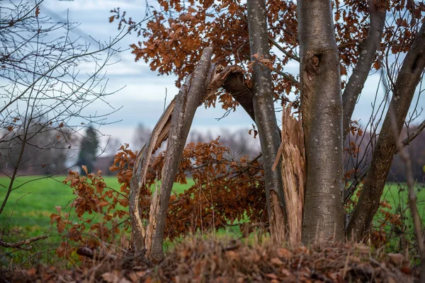 Ana odak farklı durumlarda ağaçlar üzerinde