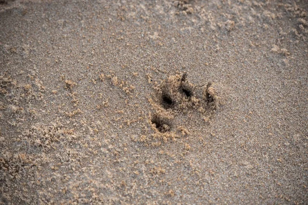 Animal Small Footprints Floor — Stock Photo, Image