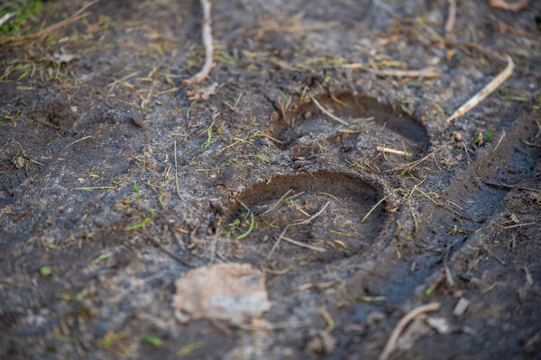 животные небольшие следы на полу
