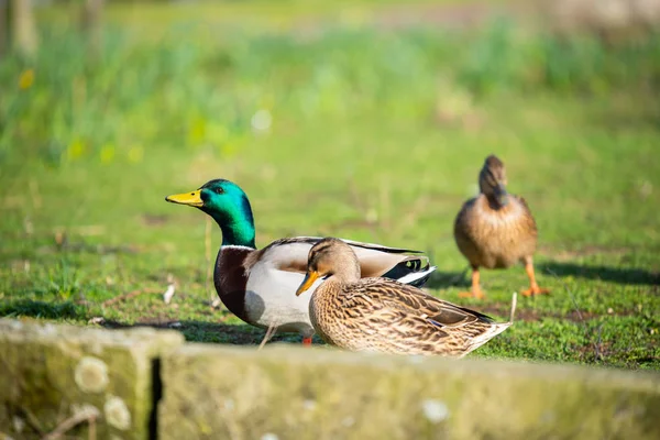 Eenden Zijn Belangrijkste Drijfveer Van Deze Foto — Stockfoto