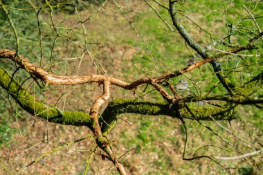 Hude yakınlarındaki Kuzey Almanya'da doğal cennet Hasbruch