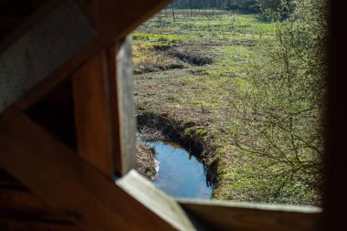 Doğal bir ormanda yüksek irtifa