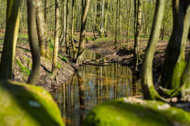 Hude yakınlarındaki Kuzey Almanya'da doğal cennet Hasbruch