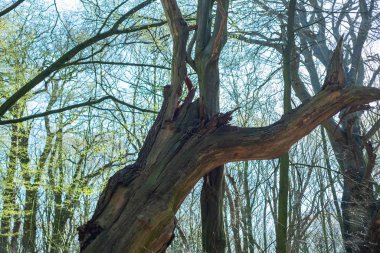Ana odak farklı durumlarda ağaçlar üzerinde
