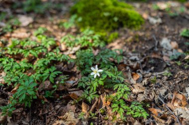 Hude yakınlarındaki Kuzey Almanya'da doğal cennet Hasbruch
