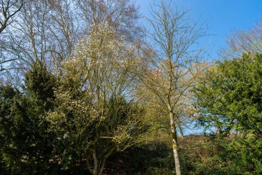 Ana odak farklı durumlarda ağaçlar üzerinde