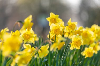 Doğaya odaklanÇiçekler, yapraklar ve saplar